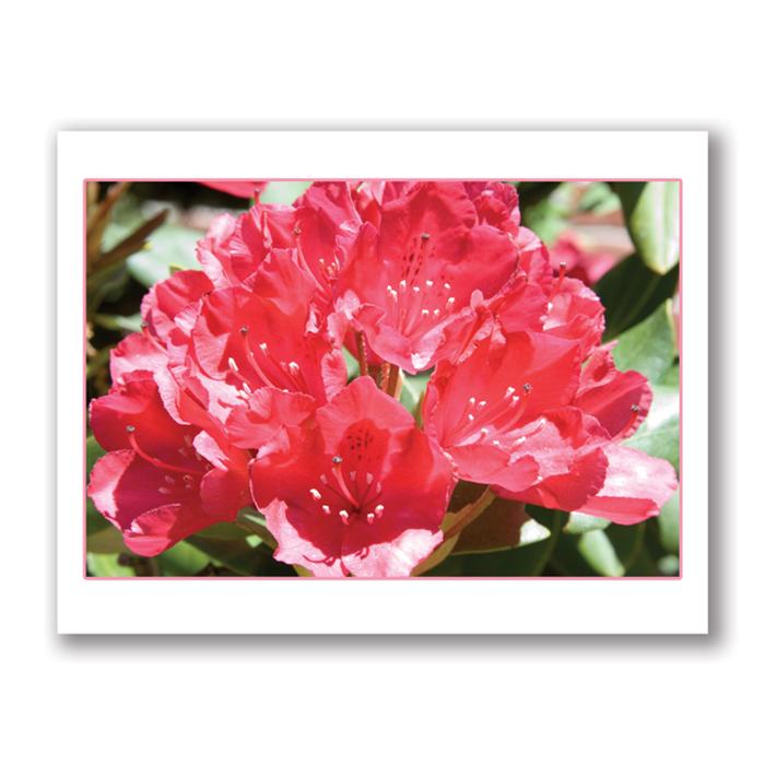 Photo Greeting Card Of Red Rhododendron Flowers by Kurt Neumann